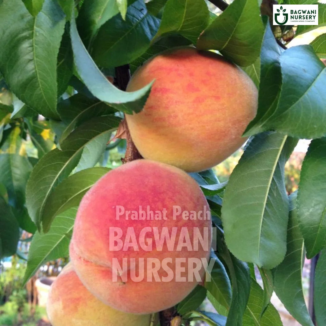 Prabhat Peach tree Supplier, Prunus Persica, Prabhat Aadu tree Supplier in India, Wholesale Prabhat Peach, Wholesale Prabhat Peach Supplier, Prabhat Aadu Tree, Best Prabhat Aadu Nursery, Prunus Persica in India, Bulk Prabhat Aadu Supplier, Fruit Tree, Fruit Tree Nursery, Wholesale Fruit Tree Supplier, Best Fruit Tree Nursery in India,