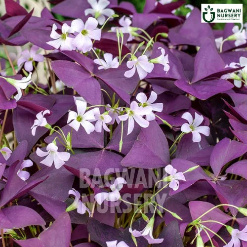 Purple Shamrock | Oxalis Triangularis | Bagwani Nursery | Wholesale Plant Supplier