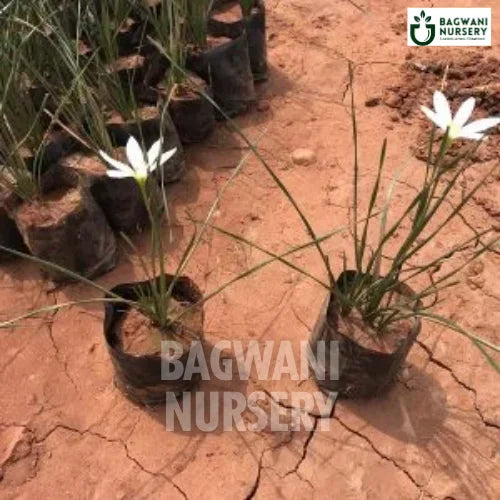 Rain Lily | Zephyranthes | Bagwani Nursery | Wholesale Plant Supplier