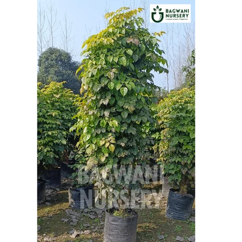 Red Machera | China Doll | Bagwani Nursery | Wholesale Plant Supplier
