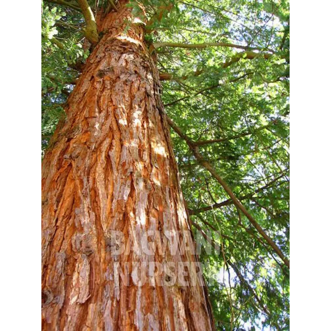 sandalwood bonsai tree Buy Red Sandalwood Timber Tree Online | Pterocarpus Santalinus