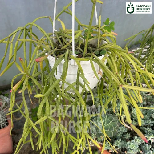 mistletoe succulent Rhipsalis Baccifera Succulents | Mistletoe Cactus