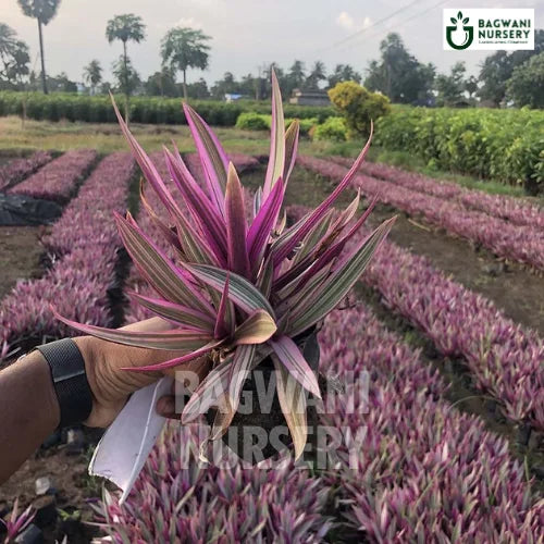 Rhoeo Tricolor | Tradescantia Spathacea | Bagwani Nursery | Wholesale Plant Supplier
