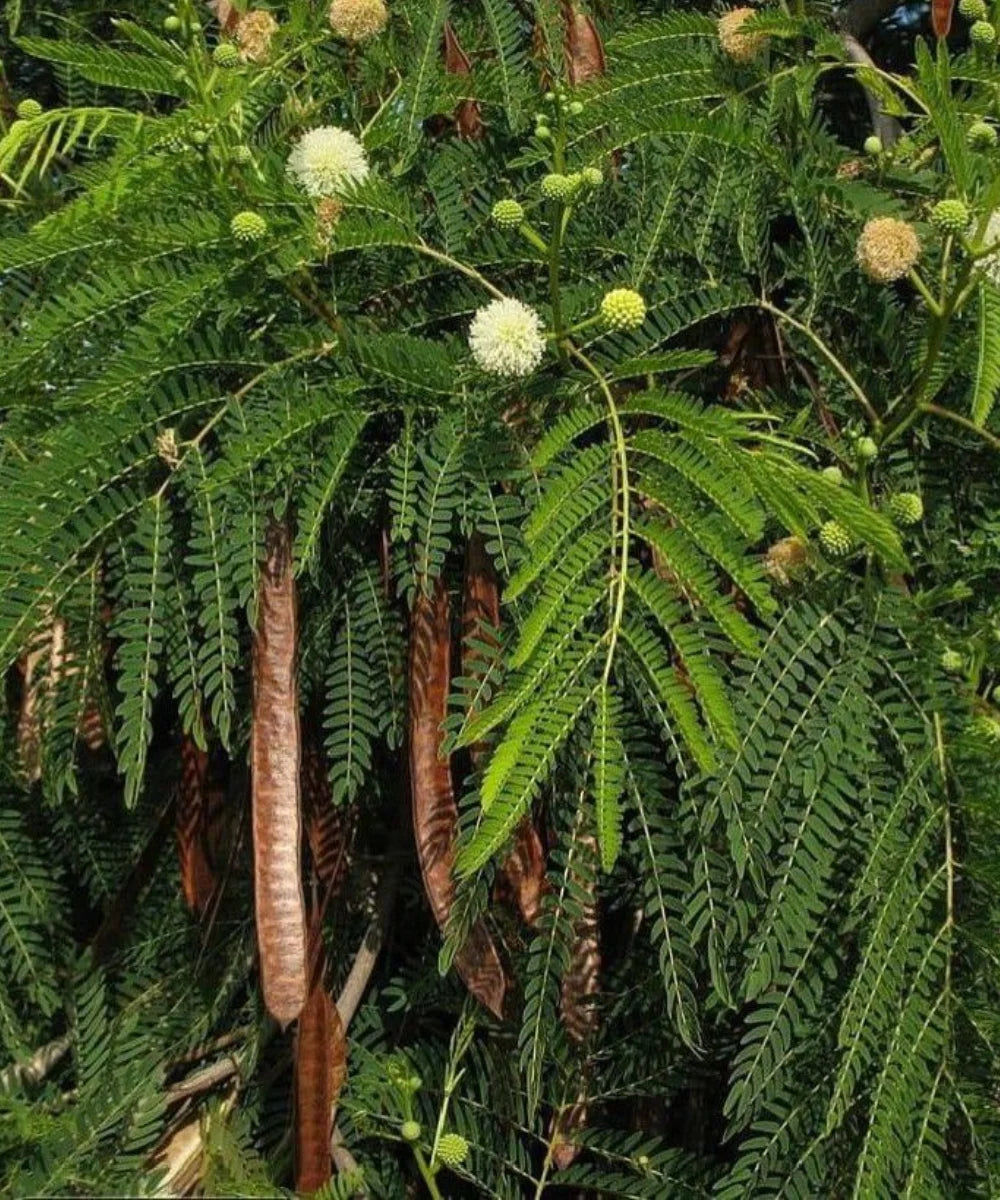 River Tamarind Tree, Lead Tree, White Lead Tree, Leucaena leucocephala, Ornamental Tree, Landscaping Tree, Timber Tree, Avenue Tree, Bagwani Nursery, Nursery in India, Wholesale Plant Supplier, Wholesale Plant Nursery, Landscaping Company in India, Plant Exporter in India