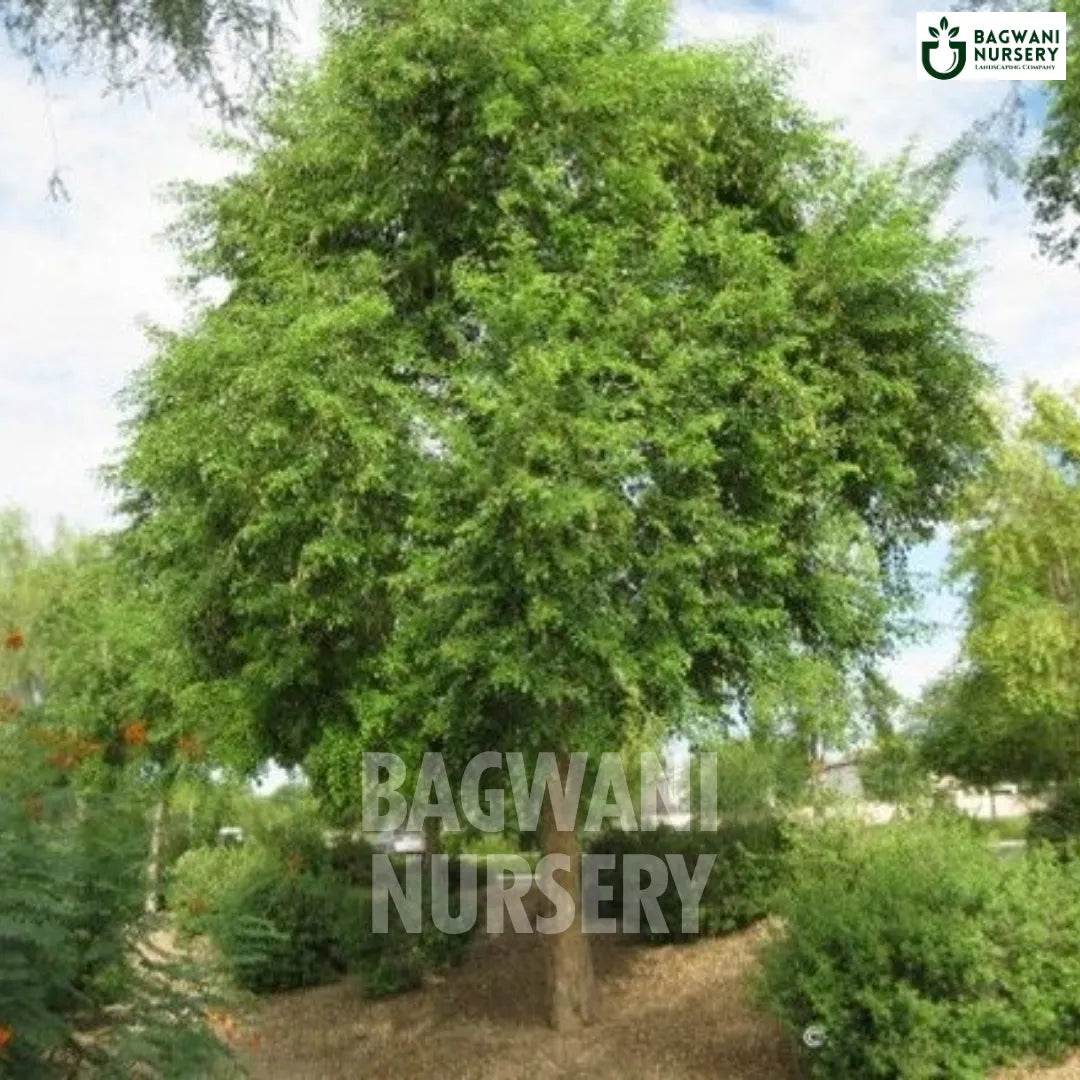 Rosewood tree Supplier, Dalbergia Sissoo, Rosewood tree Supplier in India, Wholesale Rosewood, Wholesale Rosewood Supplier, Rosewood Tree, Best Rosewood Nursery, Dalbergia Sissoo in India, Bulk Rosewood Supplier, Timber Tree, Timber Tree Nursery, Wholesale Timber Tree Supplier, Best Timber Tree Nursery in India,