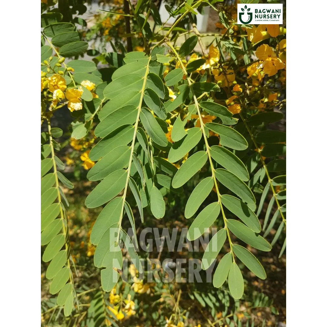 Rosewood tree Supplier, Dalbergia Sissoo, Rosewood tree Supplier in India, Wholesale Rosewood, Wholesale Rosewood Supplier, Rosewood Tree, Best Rosewood Nursery, Dalbergia Sissoo in India, Bulk Rosewood Supplier, Timber Tree, Timber Tree Nursery, Wholesale Timber Tree Supplier, Best Timber Tree Nursery in India,