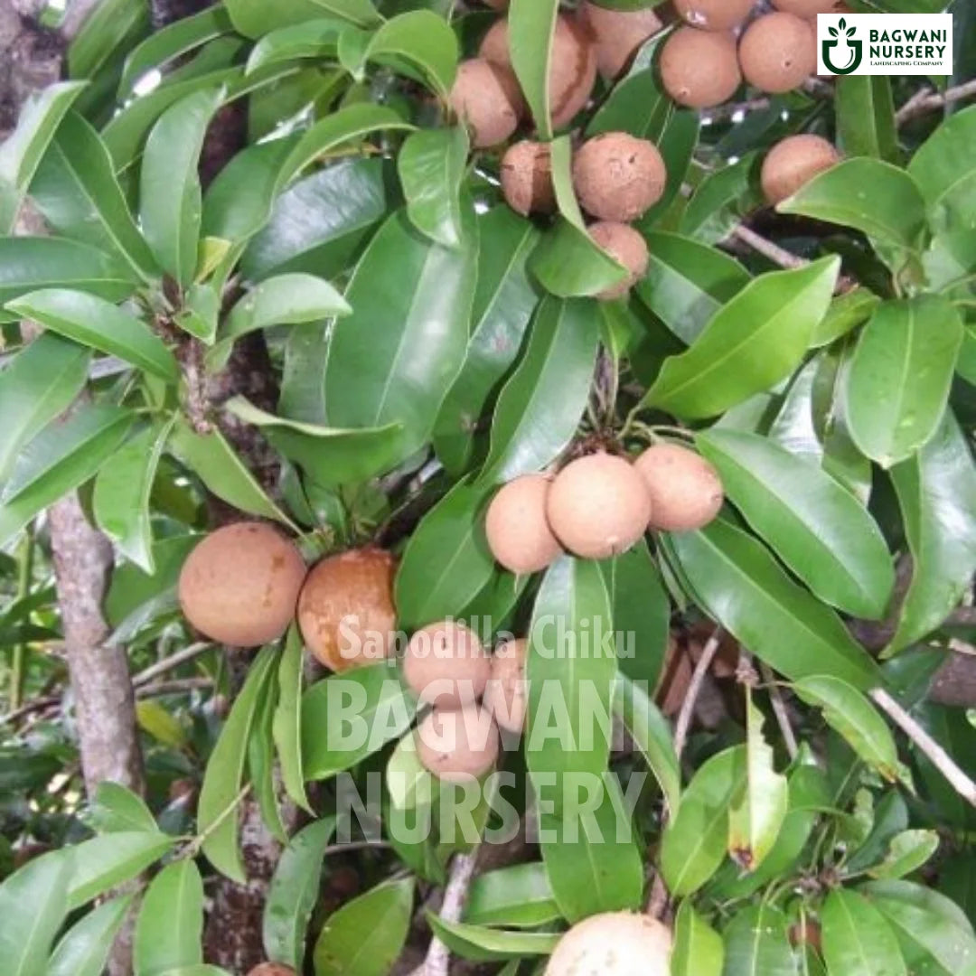 Sapodilla Chiku tree Supplier, Manilkara Zapota, Sapodilla Chiku tree Supplier in India, Wholesale Sapodilla Chiku, Wholesale Sapodilla Chiku Supplier, Sapodilla Chiku Tree, Best Sapodilla Chiku Nursery, Manilkara Zapota in India, Bulk Sapodilla Chiku Supplier, Fruit Tree, Fruit Tree Nursery, Wholesale Fruit Tree Supplier, Best Fruit Tree Nursery in India,