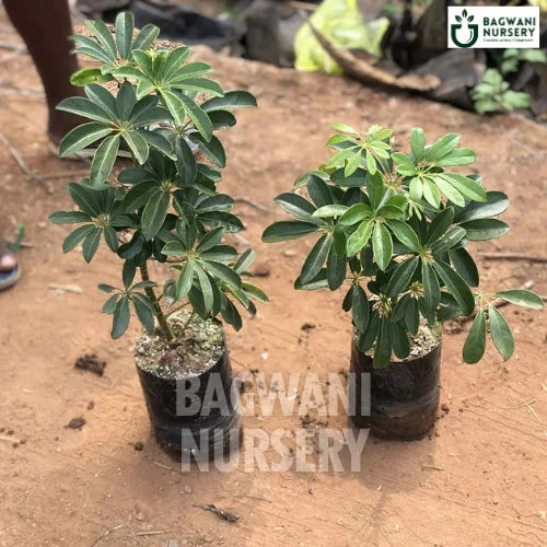 Dwarf Umbrella Tree | Schefflera Arboricola | Bagwani Nursery | Wholes