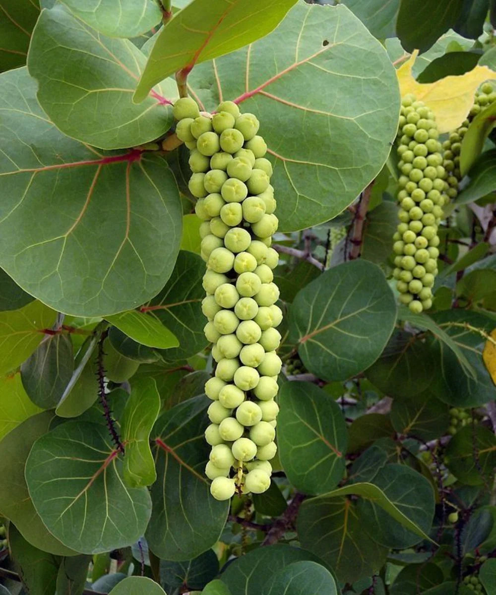 Seagrape Tree, Sea Grape, Coccoloba uvifera, Bagwani Nursery, Wholesale Nursery Plant Supplier, Wholesale Plant Nursery in India, Nursery in India, Landscaping company in India, Wholesale Plant Supplier, Plant Exporter in India