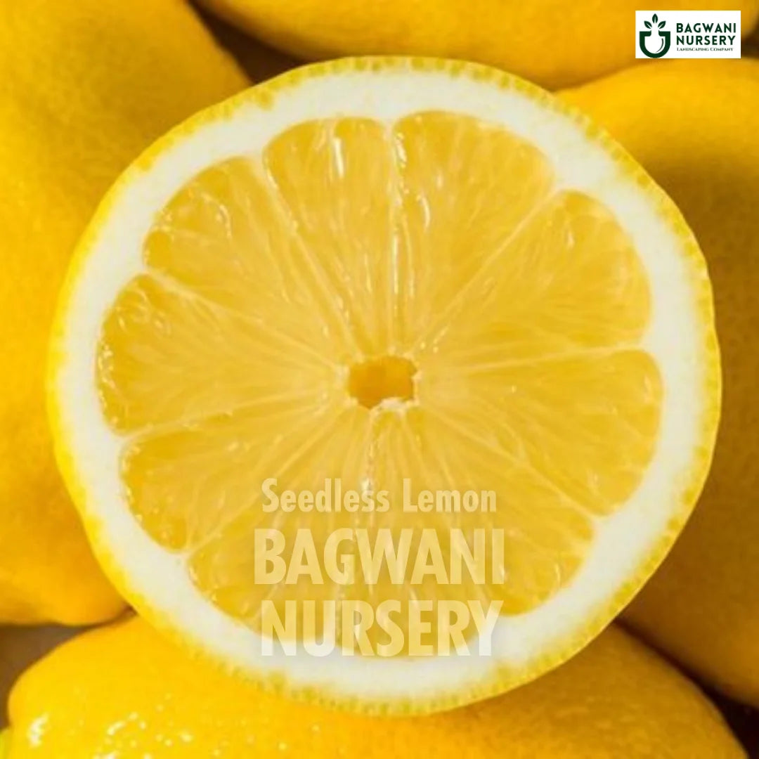Seedless Lemon tree Supplier, Citrus limon, Seedless Lemon tree Supplier in India, Wholesale Seedless Lemon, Wholesale Seedless Lemon Supplier, Seedless Lemon Tree, Best Seedless Lemon Nursery, Citrus limon in India, Bulk Seedless Lemon Supplier, Fruit Tree, Fruit Tree Nursery, Wholesale Fruit Tree Supplier, Best Fruit Tree Nursery in India,