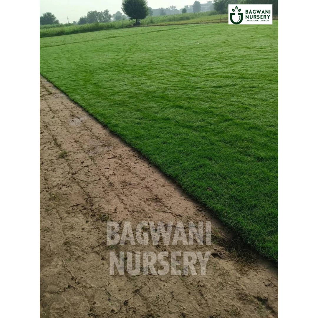Selection No 1 Grass, Selection Grass, Selection No 1 Lawn, Selection No 1 Grass Seed, Selection No 1 Turf Grass, Selection No 1 Lawn Grass, Selection No 1 Grass Price, Selection No 1 Grass Price Per Square Foot, Selection No 1 Grass in India, Selection No 1 Grass Supplier, Selection No 1 Lawn Grass Supplier, Wholesale Selection No 1 Lawn Grass, Wholesale Selection No 1 Grass Supplier, Selection No 1 Grass Carpet, Selection No 1 Natural Grass Carpet, Selection No 1 Lawn Grass Carpet, Selection No 1 Lawn Gra