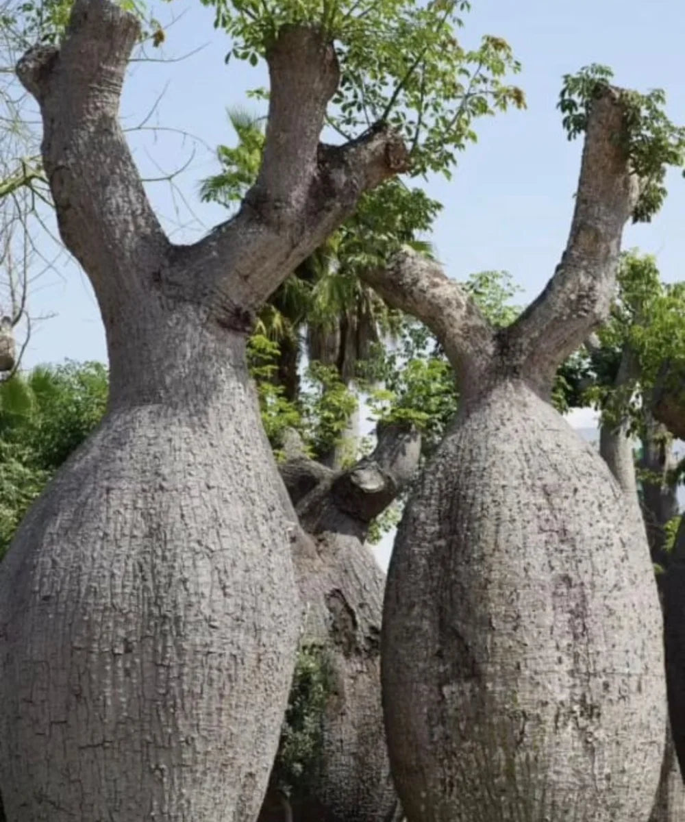 Silk floss tree, chorisia speciosa, Ceiba speciosa, Silk floss tree, drunken tree, Kapok Tree, Avenue Tree, Timber Tree, Ornamental Tree, Bagwani Nursery, Wholesale Plant Supplier, Wholesale Plant Nursery, Nursery in India, Landscaping Company in India, Plant Exporter in India