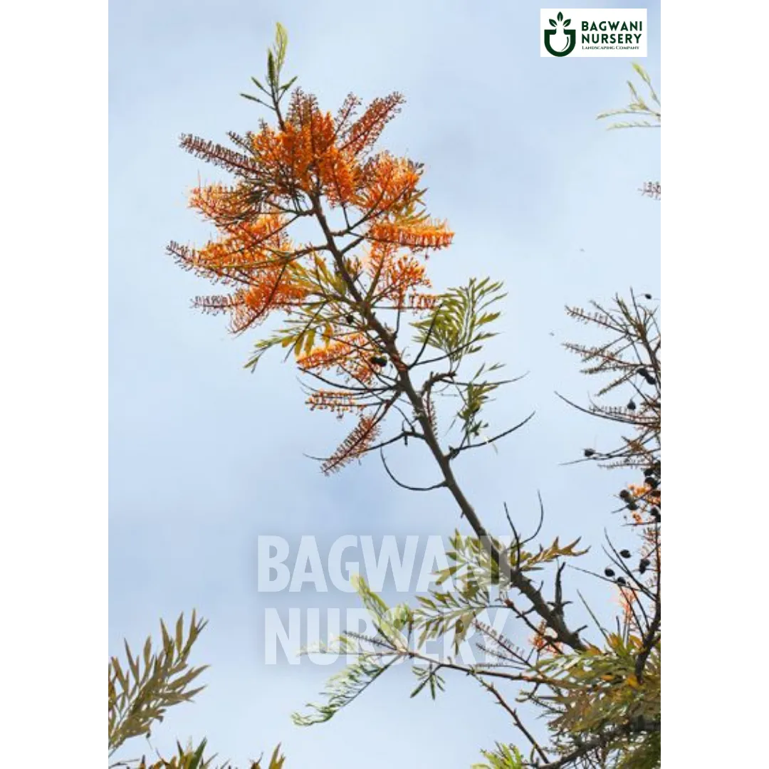 Silver Oak tree Supplier, Grevillea Robusta, Silver Oak tree Supplier in India, Wholesale Silver Oak, Wholesale Silver Oak Supplier, Silver Oak Tree, Best Silver Oak Nursery, Grevillea Robusta in India, Bulk Silver Oak Supplier, Timber Tree, Timber Tree Nursery, Wholesale Timber Tree Supplier, Best Timber Tree Nursery in India,