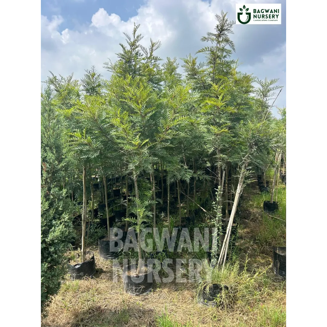 Silver Oak tree Supplier, Grevillea Robusta, Silver Oak tree Supplier in India, Wholesale Silver Oak, Wholesale Silver Oak Supplier, Silver Oak Tree, Best Silver Oak Nursery, Grevillea Robusta in India, Bulk Silver Oak Supplier, Timber Tree, Timber Tree Nursery, Wholesale Timber Tree Supplier, Best Timber Tree Nursery in India,