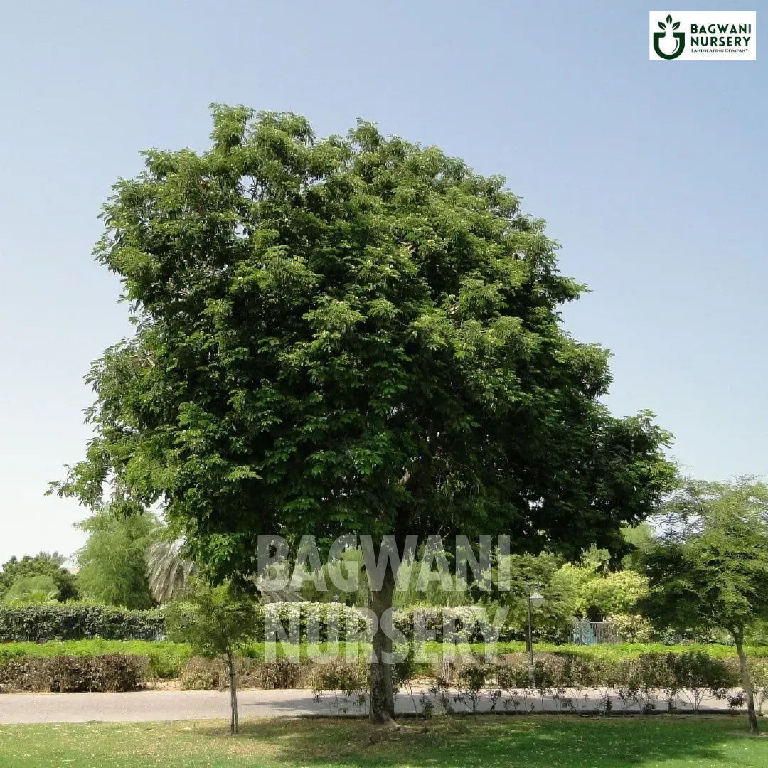 Siris tree Supplier, Albizia Lebbeck, Siris tree Supplier in India, Wholesale Siris, Wholesale Siris Supplier, Siris Tree, Best Siris Nursery, Albizia Lebbeck in India, Bulk Siris Supplier, Timber Tree, Timber Tree Nursery, Wholesale Timber Tree Supplier, Best Timber Tree Nursery in India,