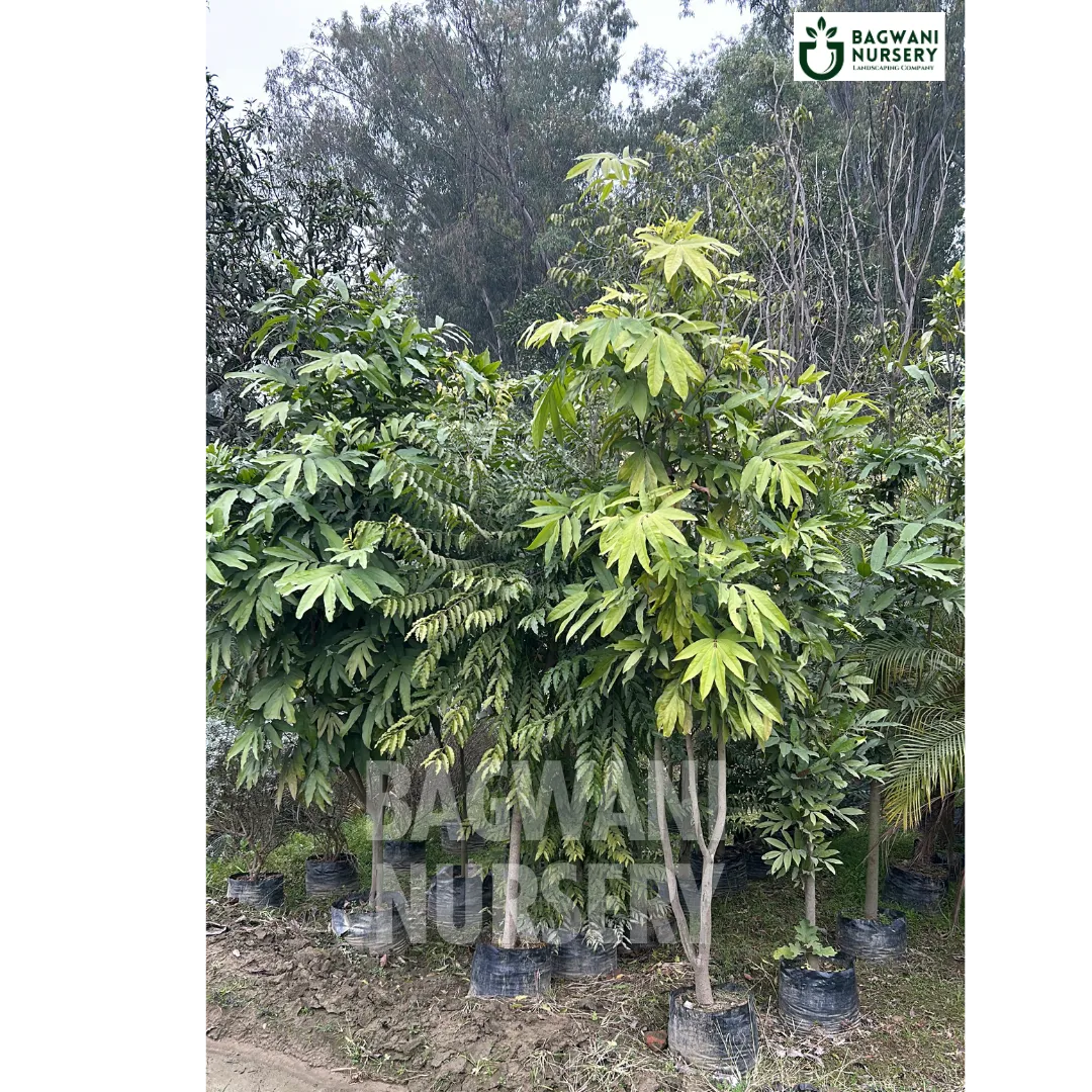 Buy Sita Ashoka Timber Tree Online | Saraca Asoca