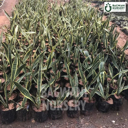 Snake Plant | Sansevieria Trifasciata | Dracaena Trifasciata | Bagwani Nursery | Wholesale Plant Supplier