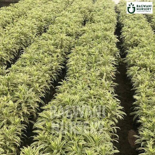 dracaena farm nursery Song of India | Dracaena reflexa | Bagwani Nursery