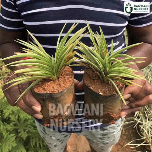 Spider Plant | Chlorophytum Comosum | Bagwani Nursery