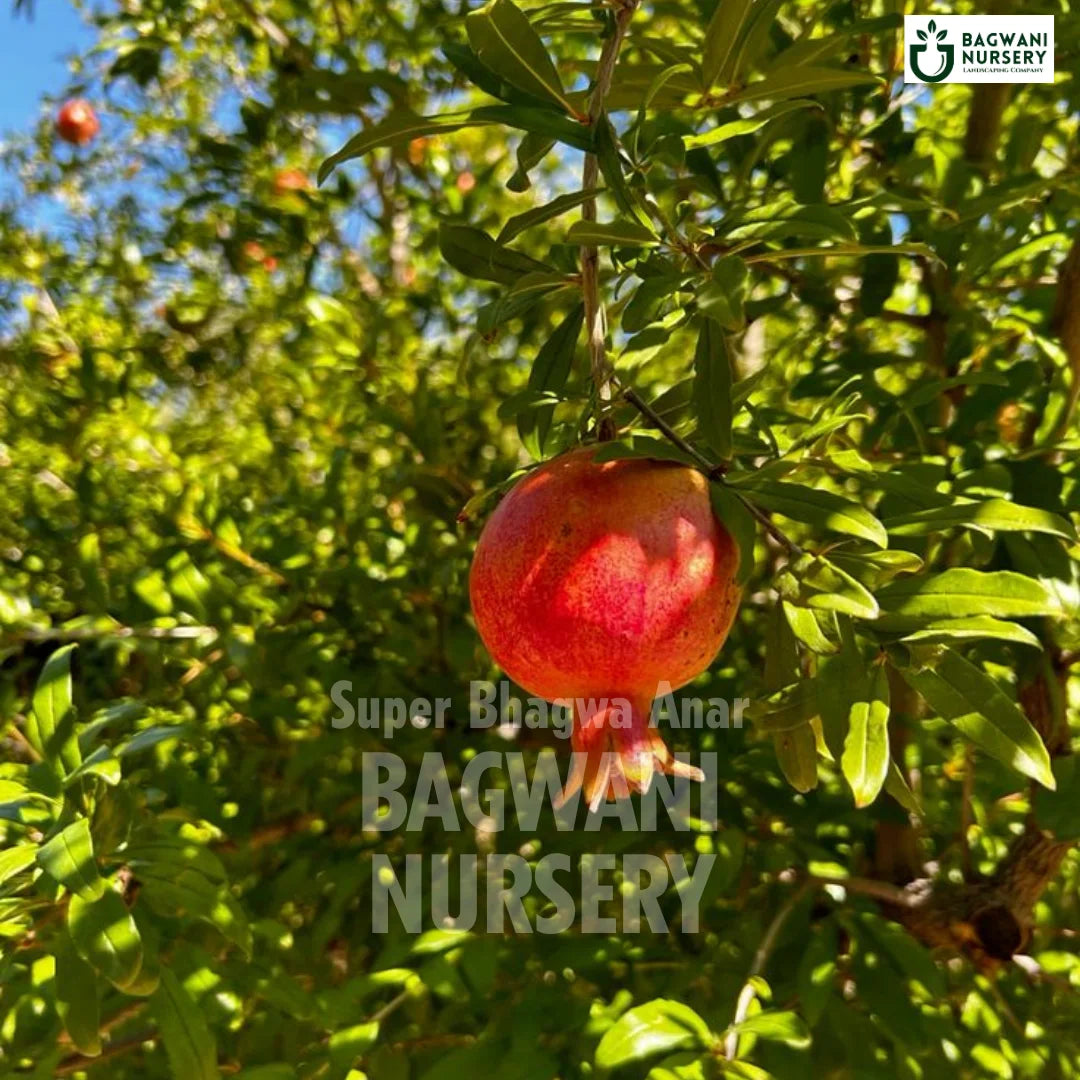 Super Bhagwa Anar tree Supplier, Punica Granatum, Super Bhagwa Anar tree Supplier in India, Wholesale Super Bhagwa Anar, Wholesale Super Bhagwa Anar Supplier, Super Bhagwa Anar Tree, Best Super Bhagwa Anar Nursery, Punica Granatum in India, Bulk Super Bhagwa Anar Supplier, Fruit Tree, Fruit Tree Nursery, Wholesale Fruit Tree Supplier, Best Fruit Tree Nursery in India,