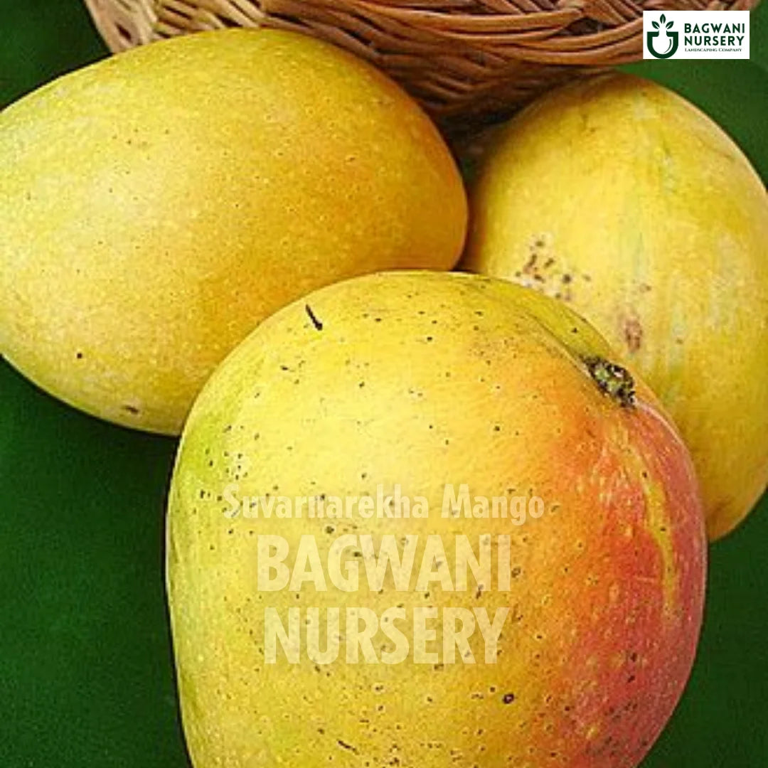 Suvarnarekha Mango tree Supplier, Mangifera Indica, Suvarnarekha Mango tree Supplier in India, Wholesale Suvarnarekha Mango, Wholesale Suvarnarekha Mango Supplier, Suvarnarekha Mango Tree, Best Suvarnarekha Mango Nursery, Mangifera Indica in India, Bulk Suvarnarekha Mango Supplier, Fruit Tree, Fruit Tree Nursery, Wholesale Fruit Tree Supplier, Best Fruit Tree Nursery in India,