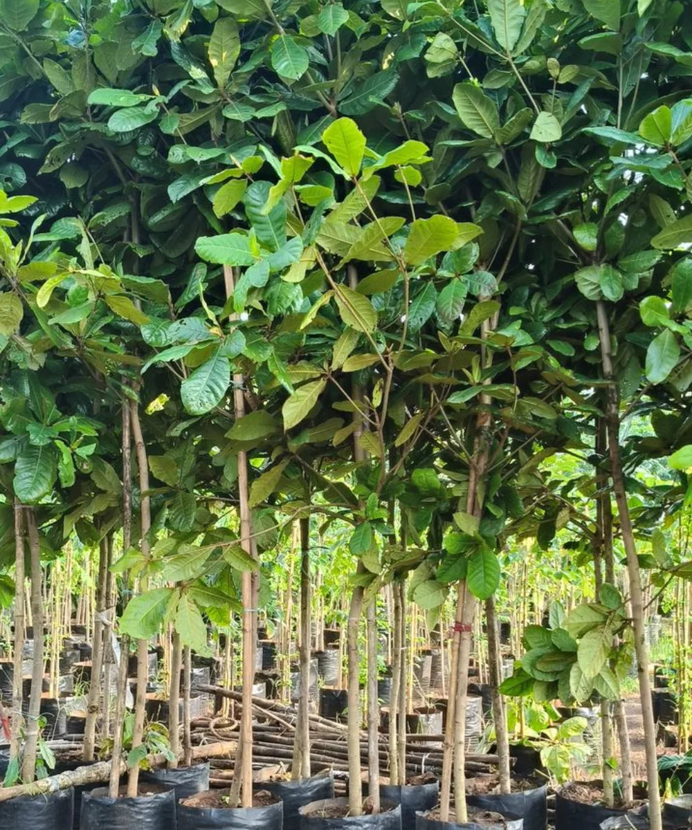 Terminalia Catappa