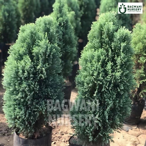 Thai Cypress | Himalayan Cypress | Bagwani Nursery | Wholesale Plant Supplier