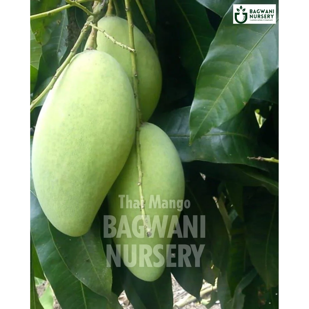 Thai Mango tree Supplier, Mangifera Indica, Thai Mango tree Supplier in India, Wholesale Thai Mango, Wholesale Thai Mango Supplier, Thai Mango Tree, Best Thai Mango Nursery, Mangifera Indica in India, Bulk Thai Mango Supplier, Fruit Tree, Fruit Tree Nursery, Wholesale Fruit Tree Supplier, Best Fruit Tree Nursery in India,