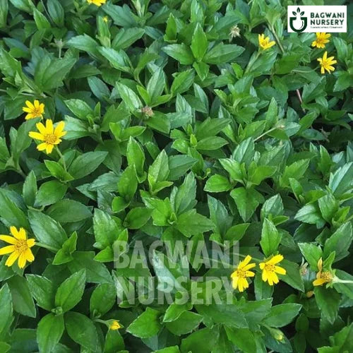 Wedelia | Sphagneticola Trilobata | Bagwani Nursery | Wholesale Plant Supplier
