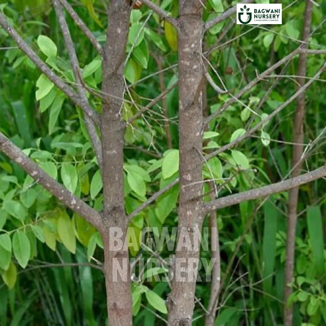 White Sandalwood tree Supplier, Santalum Album, White Sandalwood tree Supplier in India, Wholesale White Sandalwood, Wholesale White Sandalwood Supplier, White Sandalwood Tree, Best White Sandalwood Nursery, Santalum Album in India, Bulk White Sandalwood Supplier, Timber Tree, Timber Tree Nursery, Wholesale Timber Tree Supplier, Best Timber Tree Nursery in India,