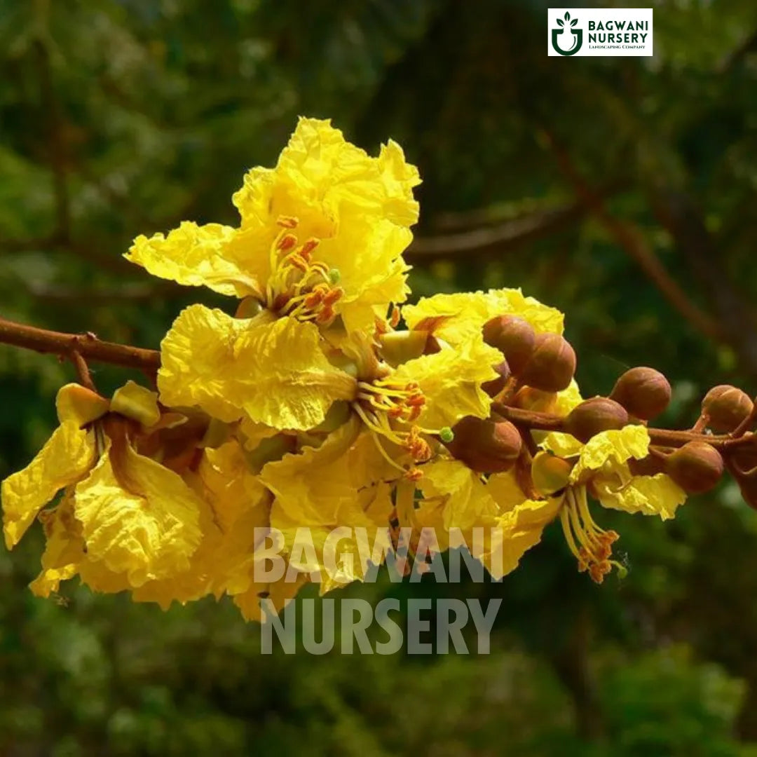 Yellow Gulmohar tree Supplier, Peltophorum Pterocarpum, Yellow Gulmohar Supplier in India, Wholesale Yellow Gulmohar, Wholesale Yellow Gulmohar Supplier, Yellow Gulmohar Tree, Best Yellow Gulmohar Nursery, Yellow Gulmohar in India, Bulk Yellow Gulmohar Supplier, Timber Tree, Timber Tree Nursery, Wholesale Timber Tree Supplier, Best Timber Tree Nursery in India,