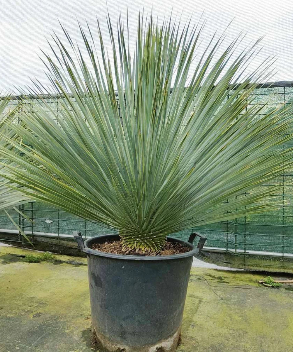 Yucca rostrata, Beaked Yucca, Silver Yucca, Ornamental Tree, Landscaping Tree, Bagwani Nursery, Wholesale Plant Supplier, Wholesale Plant Nursery, Nursery in India, Landscaping Company in India, Plant Exporter in India
