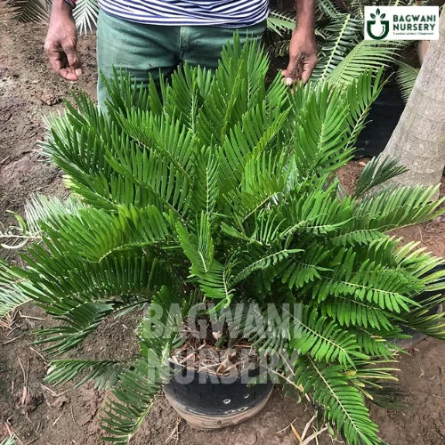 Zamia Integrifolia | Coontie Palm | Bagwani Nursery | Wholesale Plant Supplier
