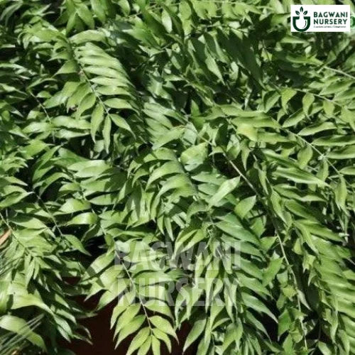 Zamia Fischeri | Mexican Cycad | Bagwani Nursery | Wholesale Plant Supplier