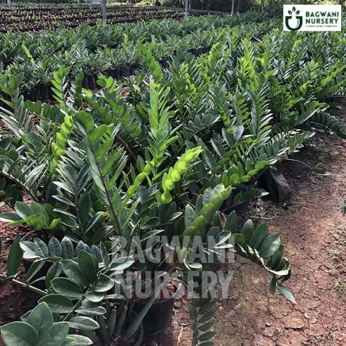 ZZ Plant | Zamioculcas Zamiifolia | Bagwani Nursery | Wholesale Plant Supplier