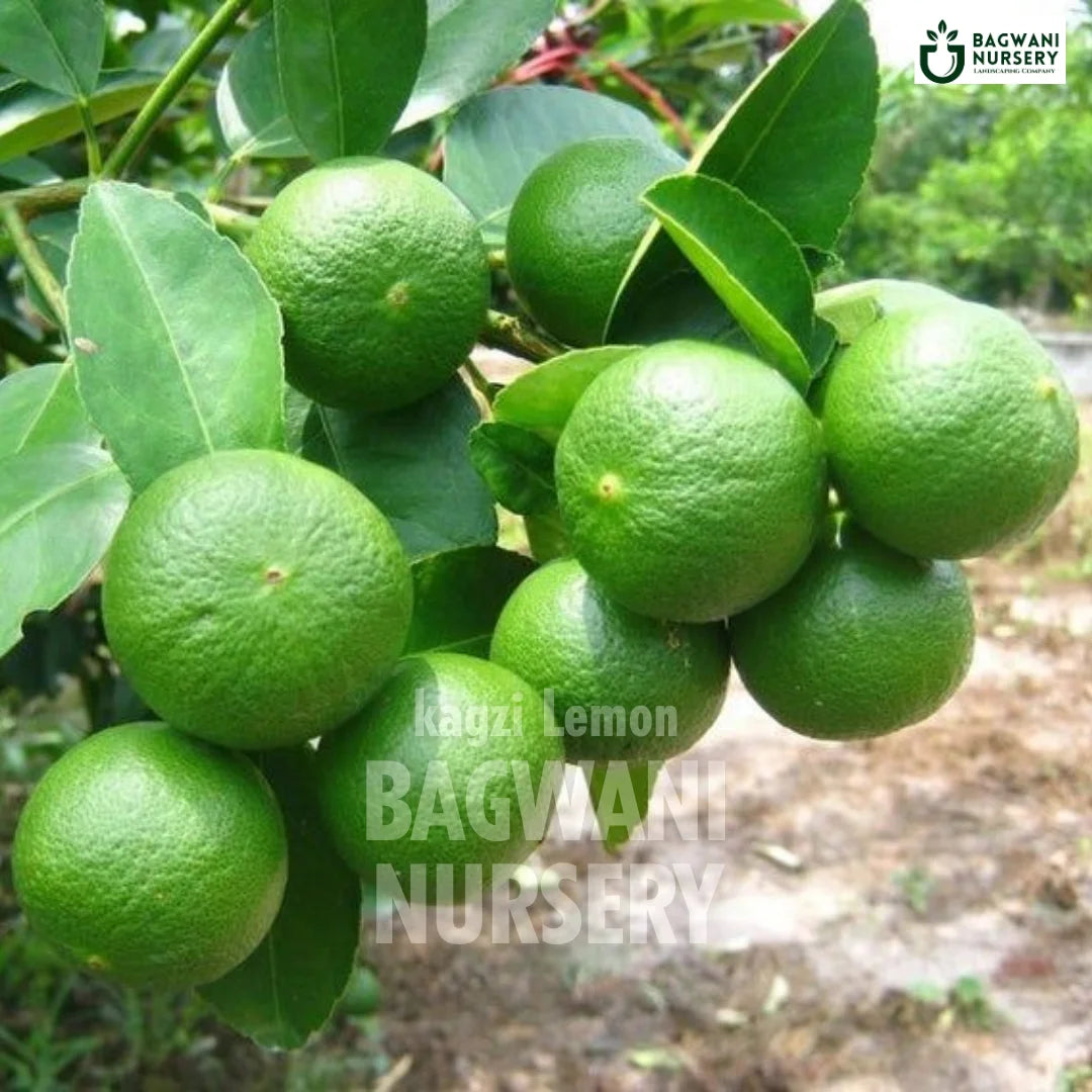 Buy Kagzi Lemon Fruit Tree Online | Citrus Aurantiifolia | Bagwani