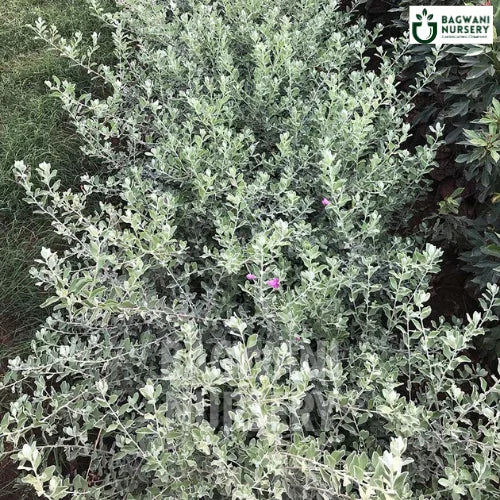 Nicodevia, Nicodevia plant, Leucophyllum Frutescens Tree, Nicodevia Tree, Leucophyllum Frutescens Tree Plant, Nicodevia in Bulk,