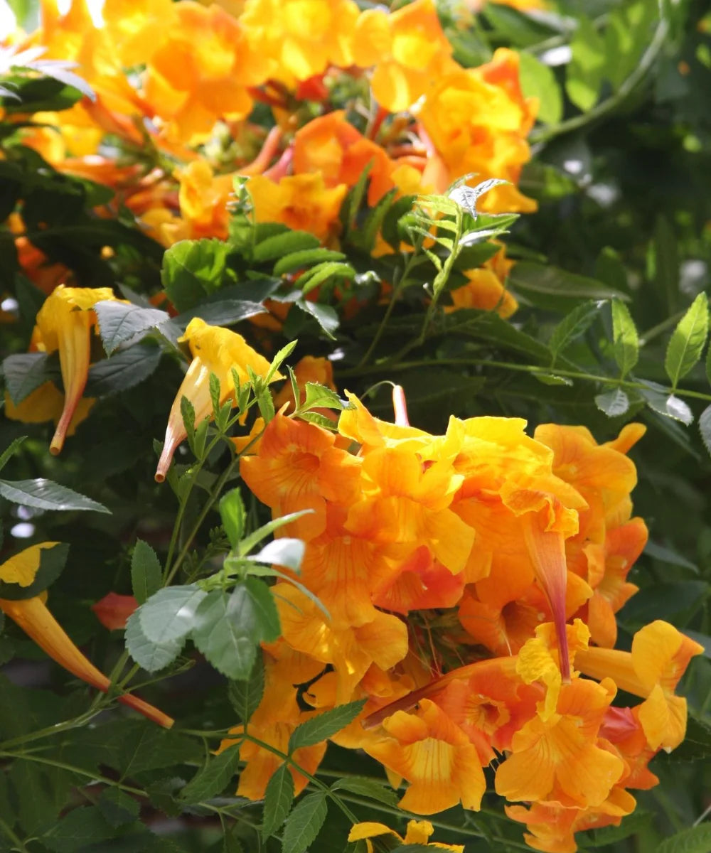 Tecoma x smithii, Orange Bells, Ornamental Shrub, Landscaping Plant, Bagwani Nursery, Wholesale Plant Nursery, Wholesale Plant Supplier, Nursery in India, Landscaping Company in India, Plant Exporter in India