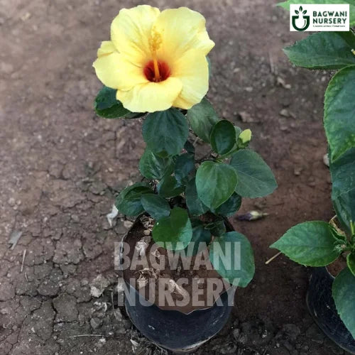 Yellow Hibiscus, Yellow Hibiscus plant, Hibiscus Brackenridgei Tree, Yellow Hibiscus Tree, Hibiscus Brackenridgei Tree Plant, Yellow Hibiscus in Bulk,