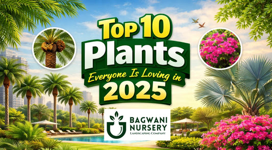 Bulk Plant Nursery India, commercial Landscaping plants, Plants exporter in India, Wholesale Landscaping Plants, Nursery plants for resort, top plants 2025, wholesale plant supplier in India, Wholesale plants India, Bagwani Nursery