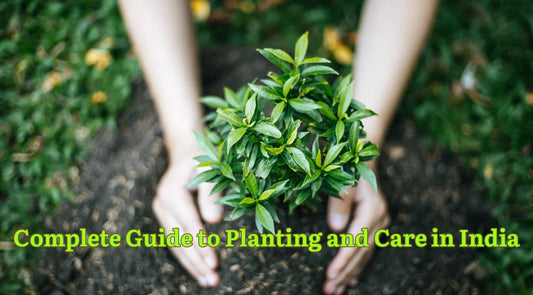Planting and care in India, Gardening tips India, Bagwani Nursery, Planting guide India, Lawn grass, Landscaping plants, Garden maintenance India