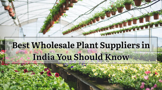 Best Wholesale Plant Suppliers in India You Should Know