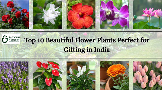 Top 10 Flowering plants