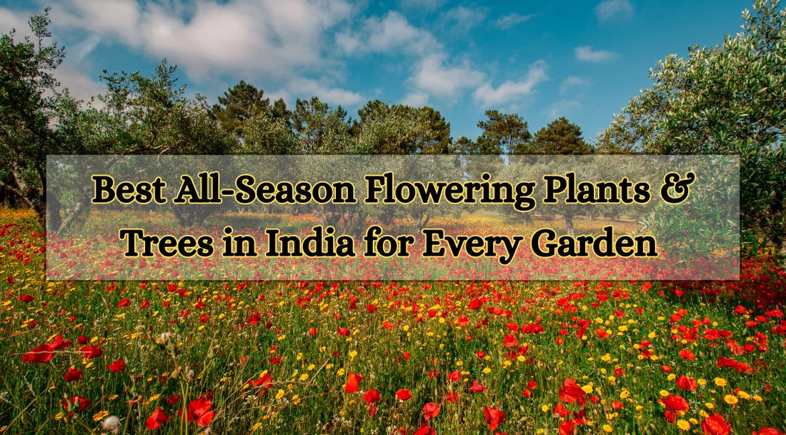 All-season flowering plants in India, year-round flowering plants in India, 365-day flowering plant, Flower Plants, Bagwani Nursery, Nursery in India, Plants Exporter in India