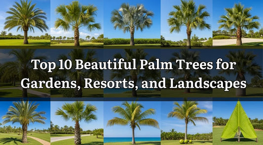 Top 10 Palm Trees for Gardens, Resorts, and Landscapes