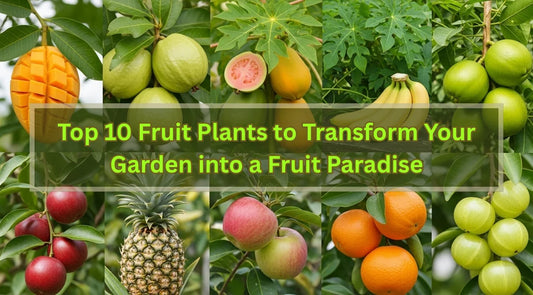 Mango, Guava, Papaya, Sweet Lime, Banana, Pineapple, Apple, Jamun, Orange, Amla