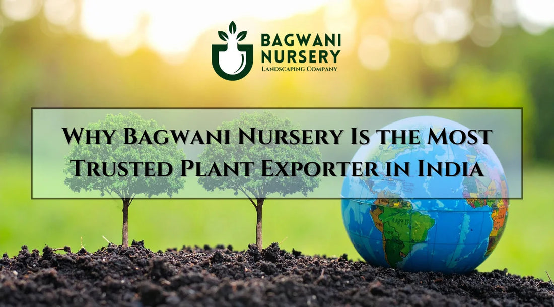 International Export Excellence, Bagwani Nursery, Plant exporters in India, Wholesale Plant Supplier in India, Wholesale Nursery Plants, Bagwani Nursery Landscaping Company