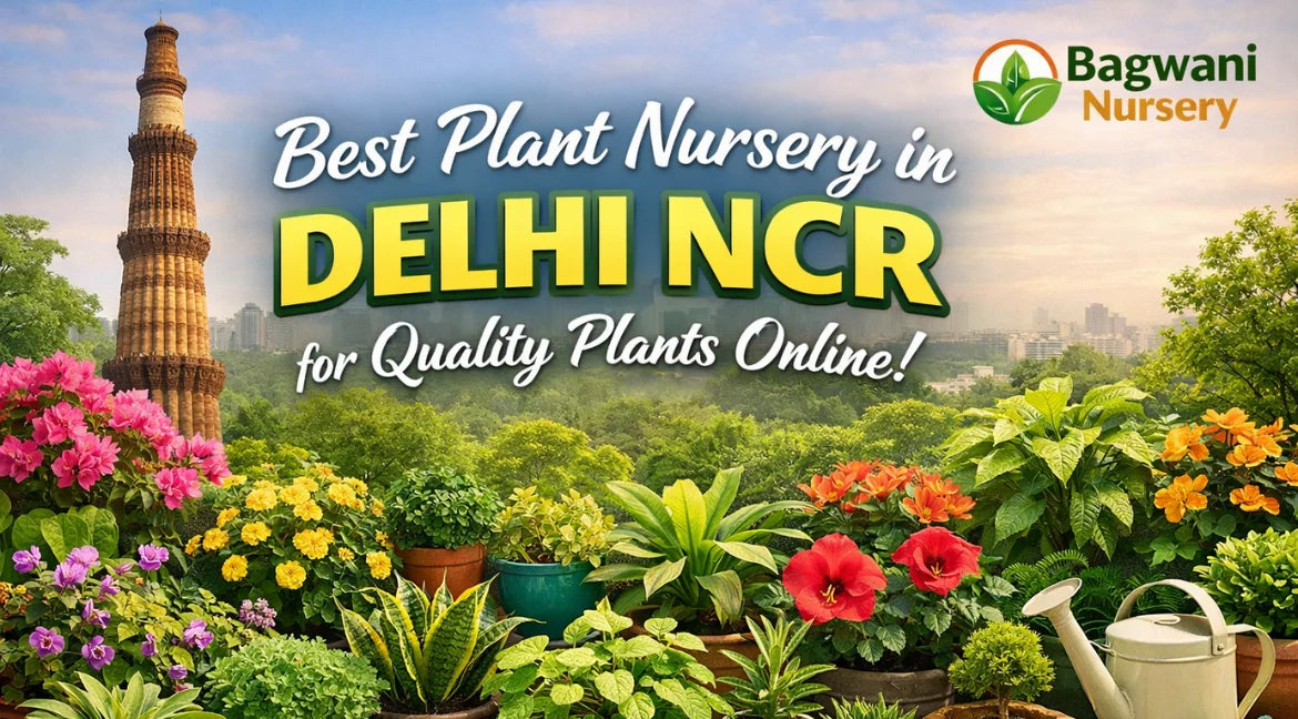 Best Plant Nursery in Delhi NCR for Quality Plants Online | Bagwani Nursery