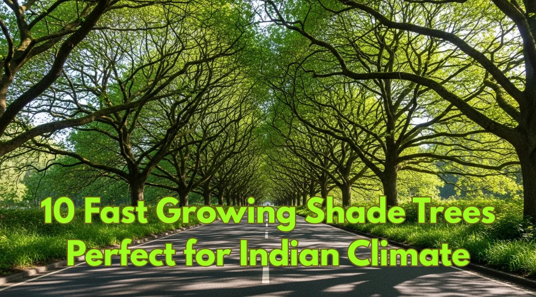top Shaded Trees, Easy To grow tree, Shade trees