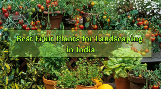 Best Fruit Plants for Landscaping in India, Best Fruit plants for landscaping, Landscaping Fruit Plants, Landscaping Services, Bagwani Nursery